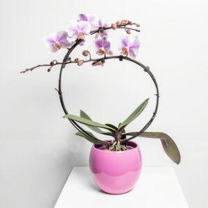 Coscade roze orchideebloem