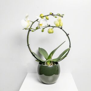 Witte Cascade Orchidee