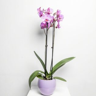 Roze orchidee