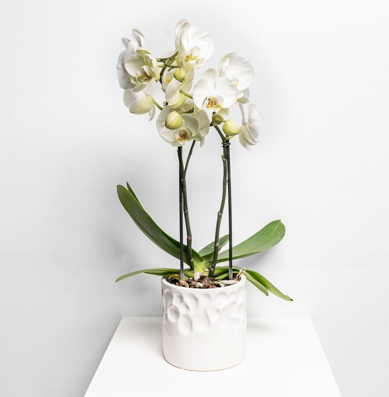 Fleur Orchide wit de chez Lilit Fleurs - Livraison de fleurs Bruxelles Fleur Orchide wit