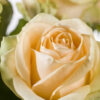10 roses couleur saumon - Avalanche Peach 10 roses couleur saumon - Avalanche Peach