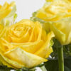 10 roses jaunes 10 roses jaunes