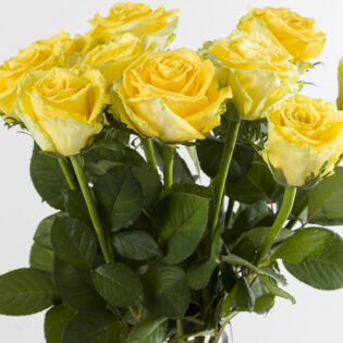 10 gele rozen