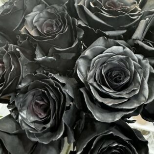 zwarte rozen