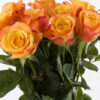 10 roses oranges 10 roses oranges