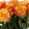 10 roses oranges 10 roses oranges