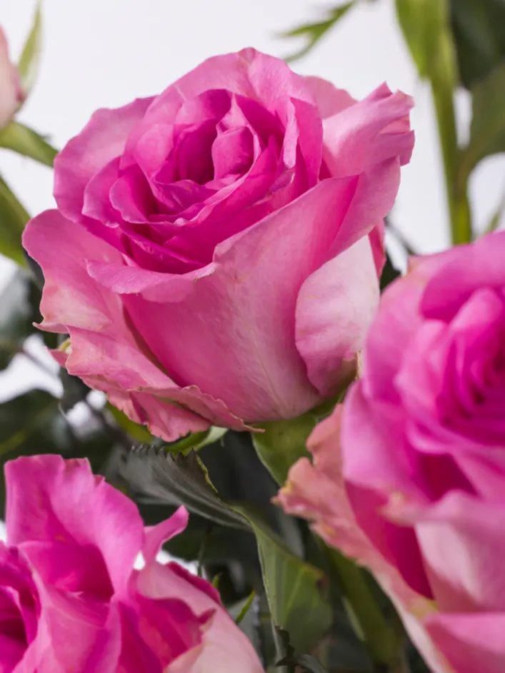 10 roses roses 10 roses roses