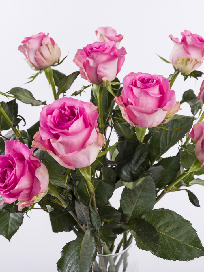 10 rode rozen 10 rode rozen