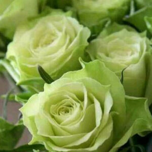 Groene rozen