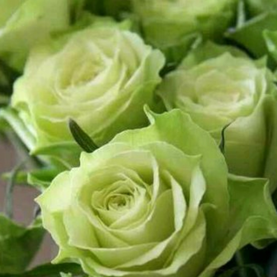 Groene rozen