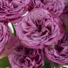 10 roses violettes 10 roses violettes