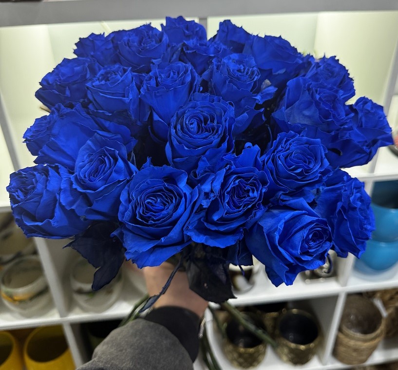 blauwe rozen
