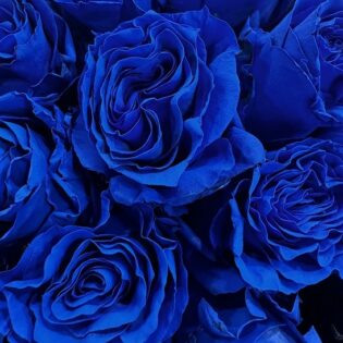 blauwe rozen
