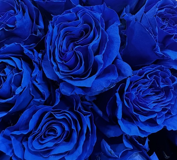 blauwe rozen