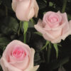 10 roses rose tendre - Sweet Revival 10 roses rose tendre - Sweet Revival