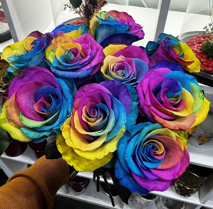 Regenboogrozen Regenboogrozen