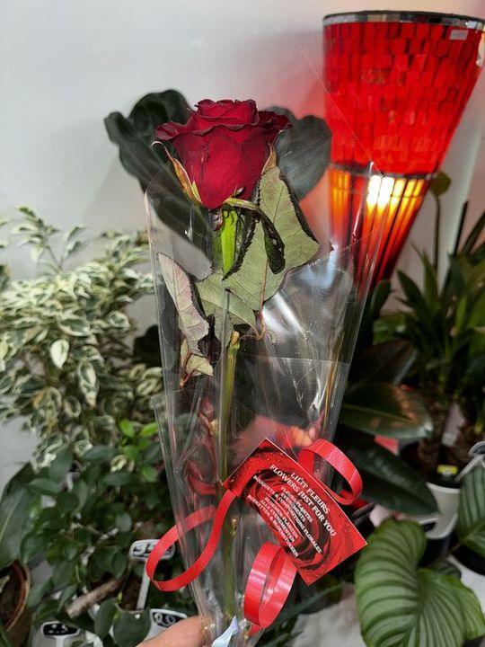 Verse rode rozen bezorgen Verse rode rozen bezorgen