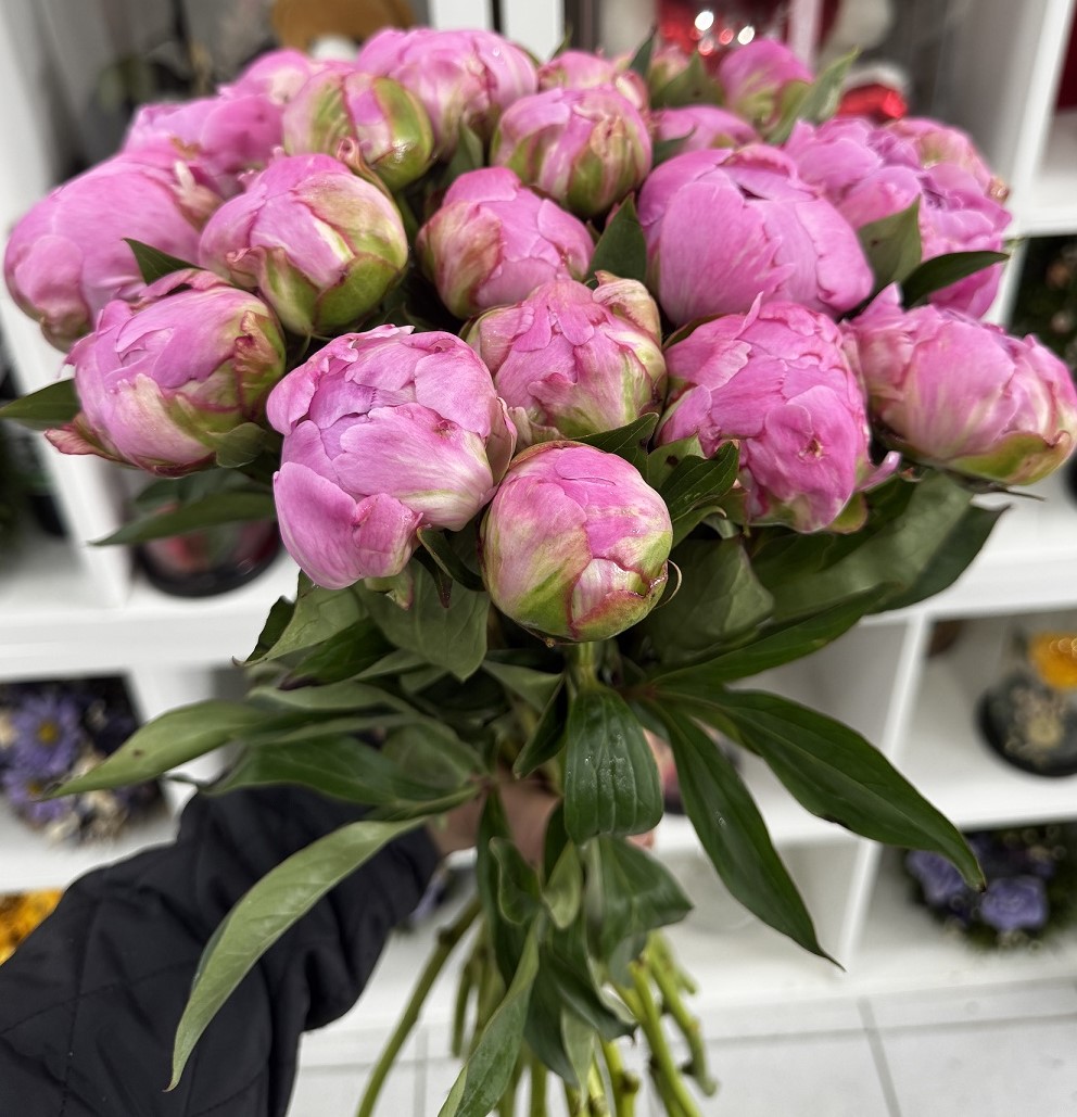 Zomerse frisheid Zomerse frisheid