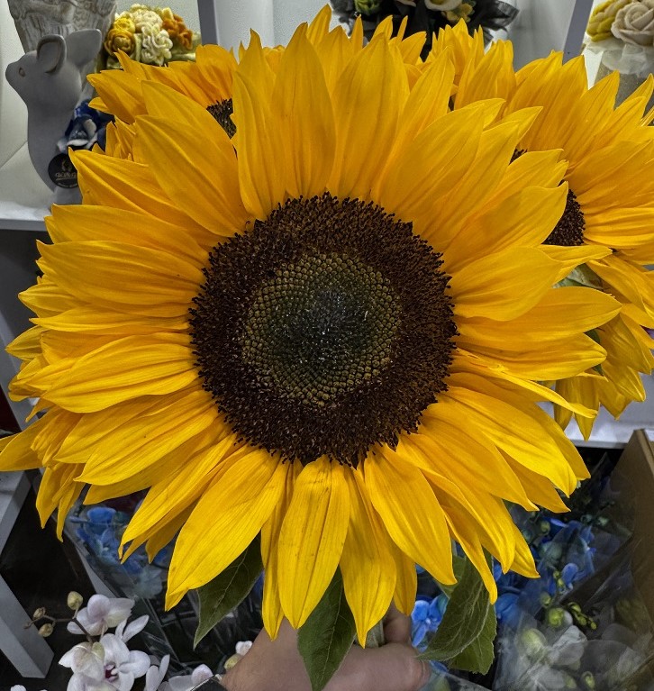 Het zonnebloemboeket: Soléa