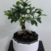 Bonsai-Ficus microcarpa Bonsai-Ficus microcarpa
