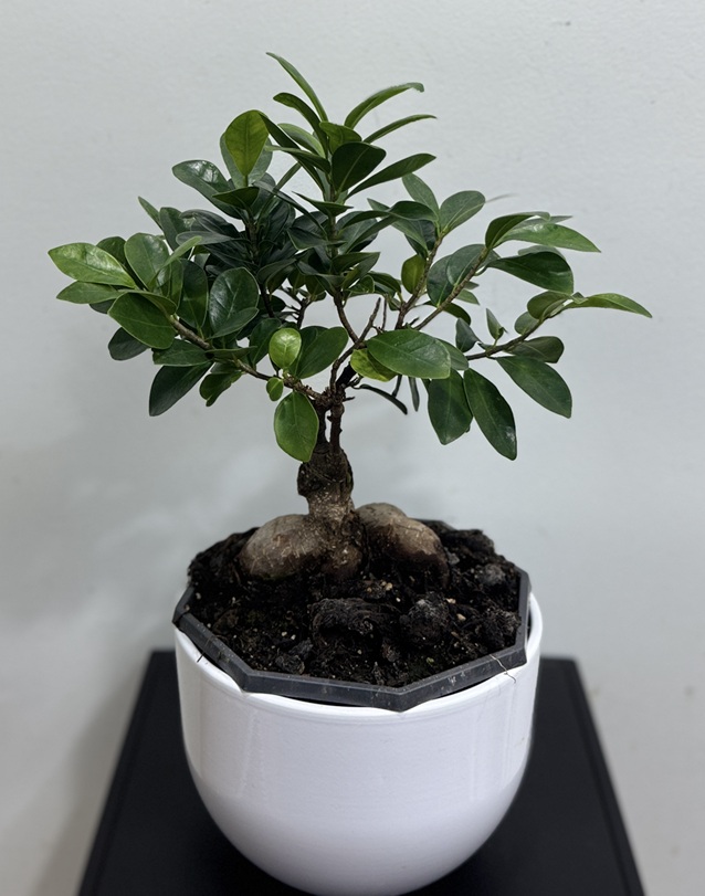Bonsai-Ficus microcarpa Bonsai-Ficus microcarpa