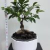 Bonsai-Ficus microcarpa Bonsai-Ficus microcarpa