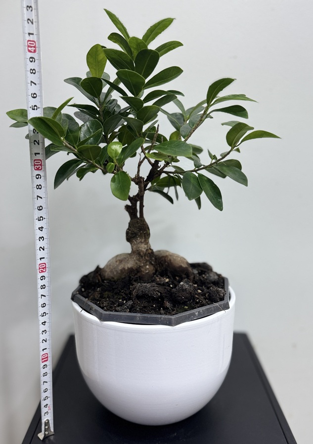 Bonsai-Ficus microcarpa Bonsai-Ficus microcarpa
