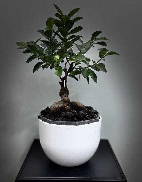 Bonsai-Ficus microcarpa Bonsai-Ficus microcarpa